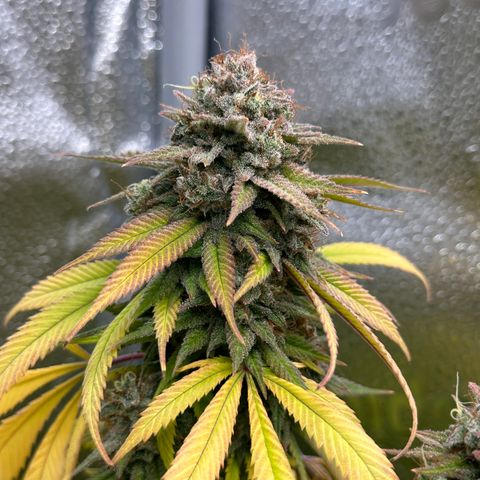Pineapple Express 🍍 growlog timeline photo
