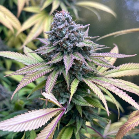 Pineapple Express 🍍 growlog timeline photo