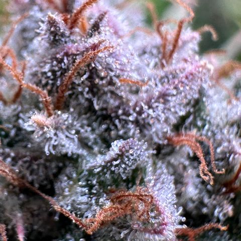 Pineapple Express 🍍 growlog timeline photo