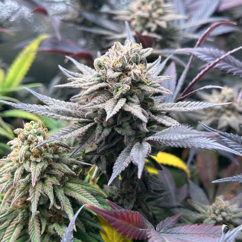 Watermelon Zkittlez 🍉🍭 growlog timeline photo
