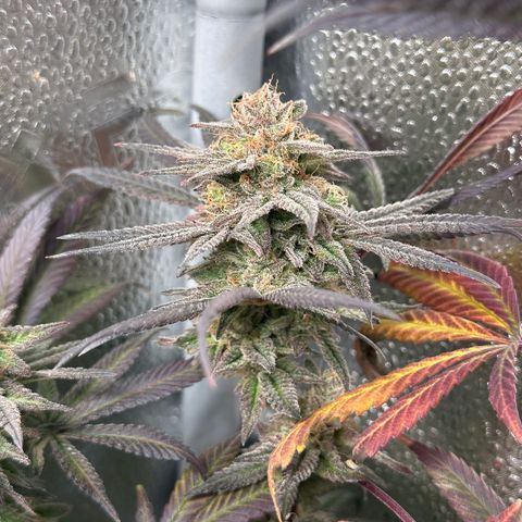 Watermelon Zkittlez 🍉🍭 growlog timeline photo