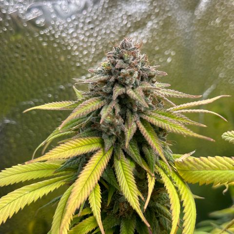 Pineapple Express 🍍 growlog timeline photo