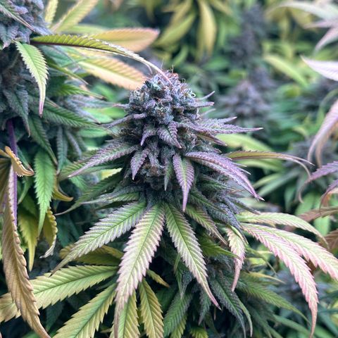 Pineapple Express 🍍 growlog timeline photo
