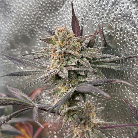 Watermelon Zkittlez 🍉🍭 growlog timeline photo