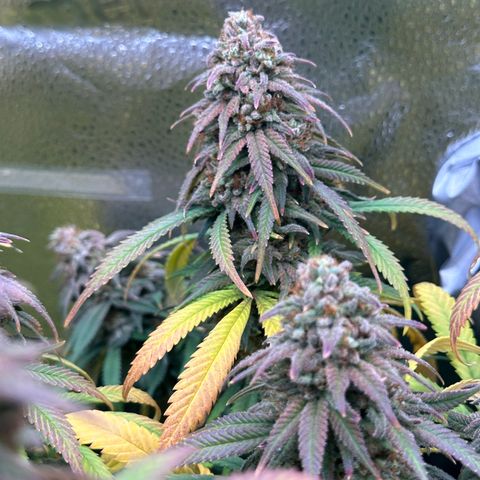 Lemon Cherry Gelato 🍋🍒 growlog timeline photo