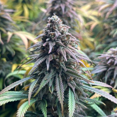 Lemon Cherry Gelato 🍋🍒 growlog timeline photo