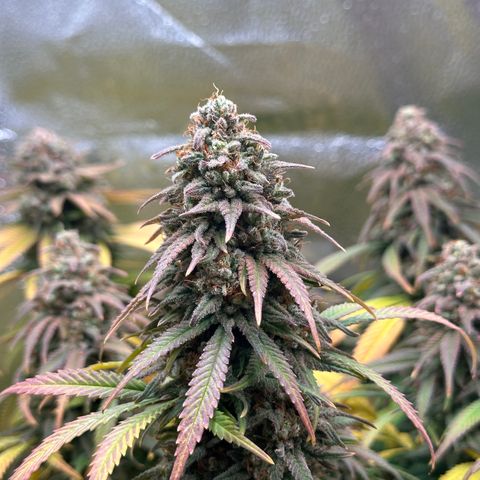 Lemon Cherry Gelato 🍋🍒 growlog timeline photo