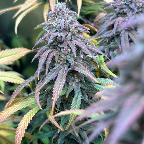 Lemon Cherry Gelato 🍋🍒 growlog timeline photo