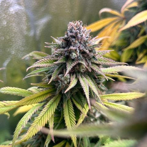 Pineapple Express 🍍 growlog timeline photo