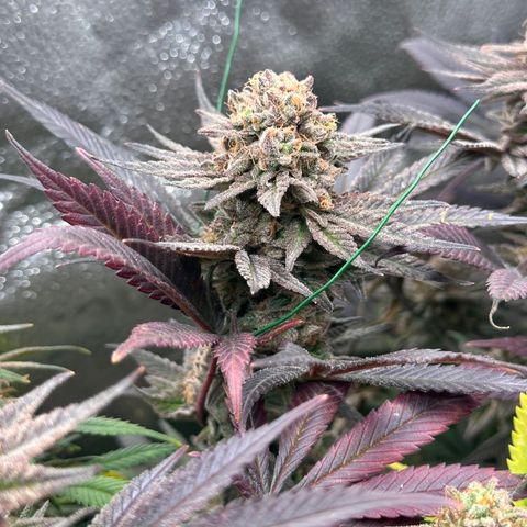 Watermelon Zkittlez 🍉🍭 growlog timeline photo