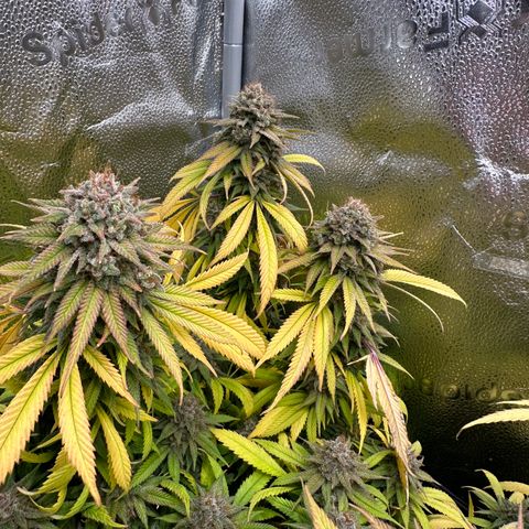 Pineapple Express 🍍 growlog timeline photo