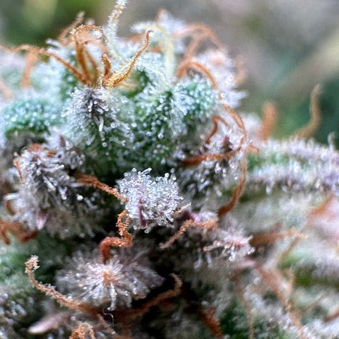 Lemon Cherry Gelato 🍋🍒 growlog timeline photo