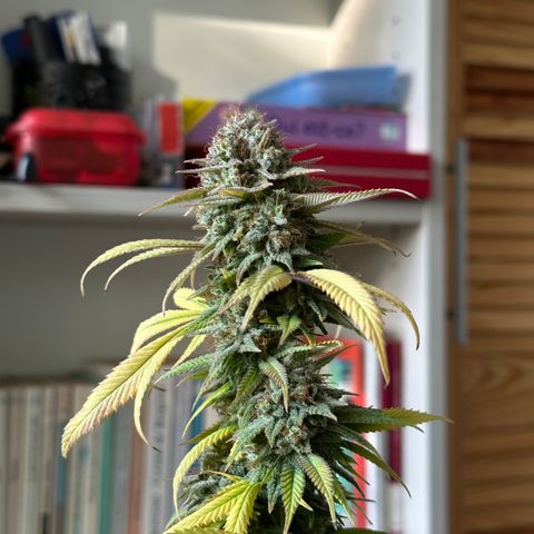 Pineapple Express 🍍 growlog timeline photo