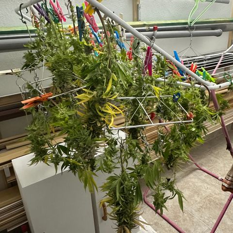 Pineapple Express 🍍 growlog timeline photo