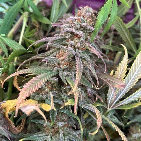 Lemon Cherry Gelato 🍋🍒 growlog timeline photo