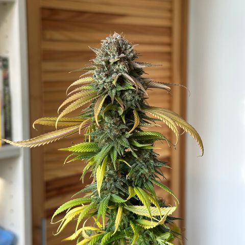 Pineapple Express 🍍 growlog timeline photo