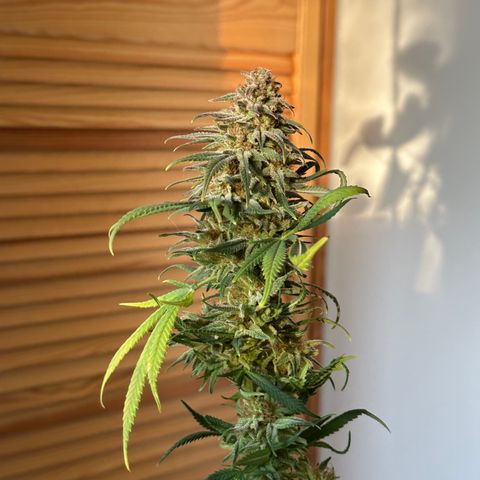 Lemon Cherry Gelato 🍋🍒 growlog timeline photo