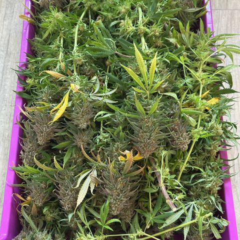 Lemon Cherry Gelato 🍋🍒 growlog timeline photo