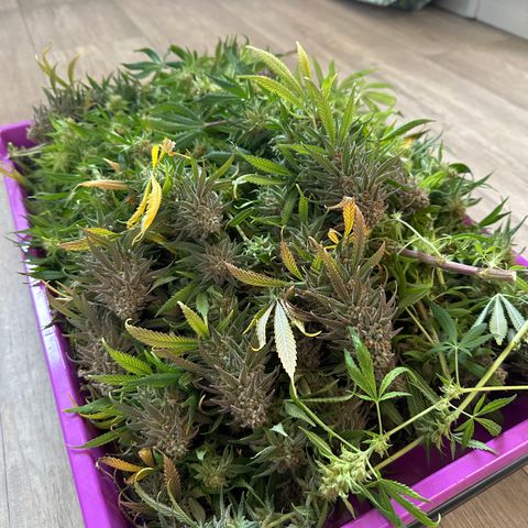 Lemon Cherry Gelato 🍋🍒 growlog timeline photo