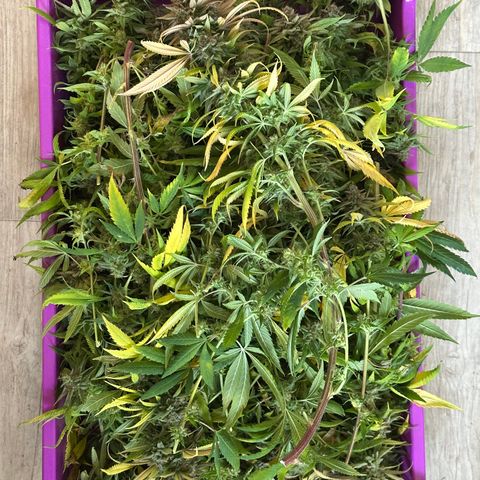 Pineapple Express 🍍 growlog timeline photo