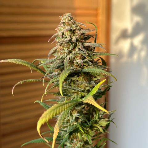 Lemon Cherry Gelato 🍋🍒 growlog timeline photo