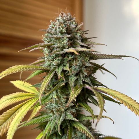 Pineapple Express 🍍 growlog timeline photo