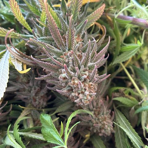 Lemon Cherry Gelato 🍋🍒 growlog timeline photo