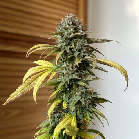 Pineapple Express 🍍 growlog timeline photo