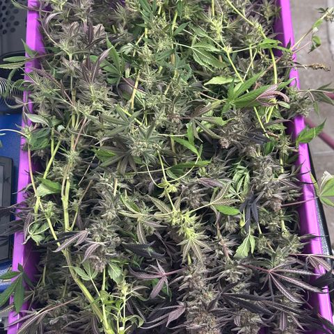 Watermelon Zkittlez 🍉🍭 growlog timeline photo
