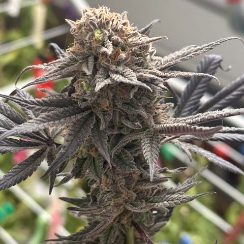 Watermelon Zkittlez 🍉🍭 growlog timeline photo