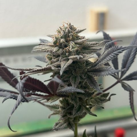 Watermelon Zkittlez 🍉🍭 growlog timeline photo