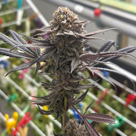Watermelon Zkittlez 🍉🍭 growlog timeline photo