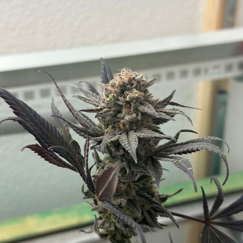 Watermelon Zkittlez 🍉🍭 growlog timeline photo