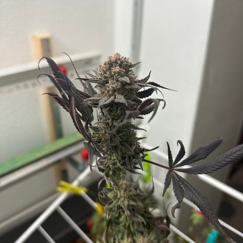 Watermelon Zkittlez 🍉🍭 growlog timeline photo