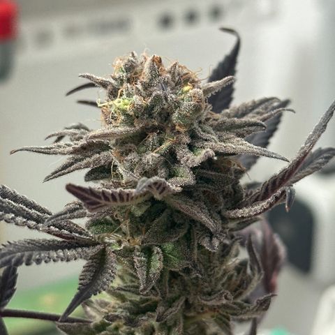 Watermelon Zkittlez 🍉🍭 growlog timeline photo