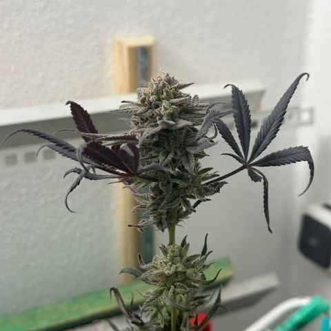 Watermelon Zkittlez 🍉🍭 growlog timeline photo