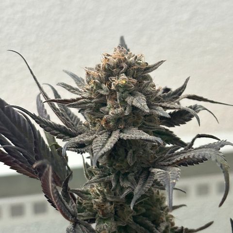 Watermelon Zkittlez 🍉🍭 growlog timeline photo
