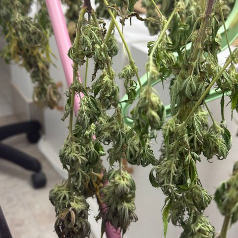 Lemon Cherry Gelato 🍋🍒 growlog timeline photo
