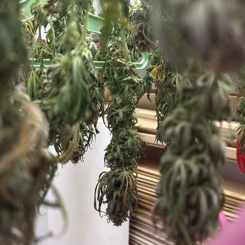 Lemon Cherry Gelato 🍋🍒 growlog timeline photo