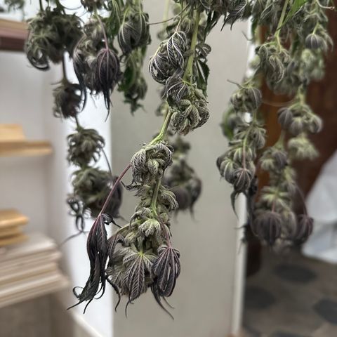 Watermelon Zkittlez 🍉🍭 growlog timeline photo