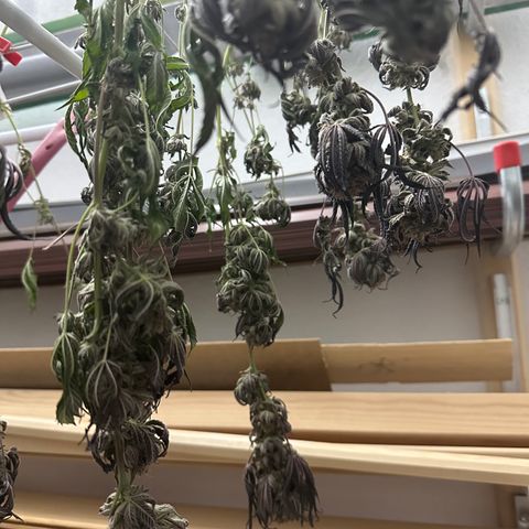 Watermelon Zkittlez 🍉🍭 growlog timeline photo