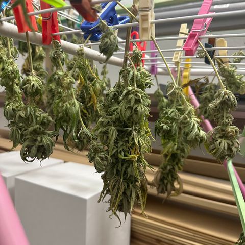 Pineapple Express 🍍 growlog timeline photo