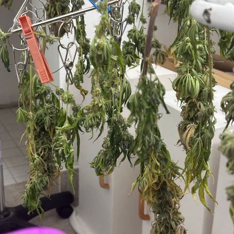 Pineapple Express 🍍 growlog timeline photo
