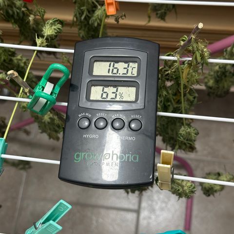 Lemon Cherry Gelato 🍋🍒 growlog timeline photo