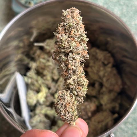 Watermelon Zkittlez 🍉🍭 growlog timeline photo