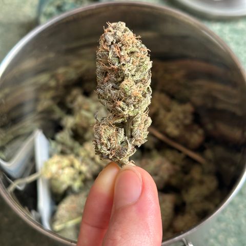 Watermelon Zkittlez 🍉🍭 growlog timeline photo