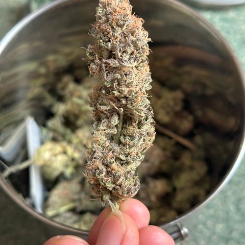 Watermelon Zkittlez 🍉🍭 growlog timeline photo