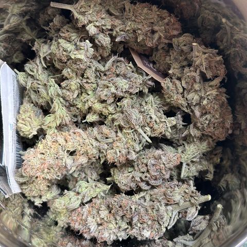 Watermelon Zkittlez 🍉🍭 growlog timeline photo