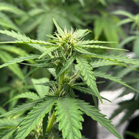 Blue Cheese auto growlog timeline photo