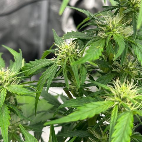 Blue Cheese auto growlog timeline photo